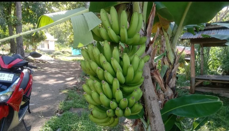 Panen (Hikmah dari) Pisang