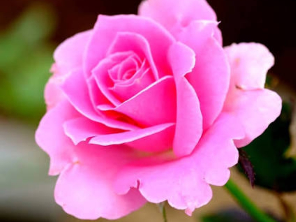 Siti Khadijah Berjuang dari Kaya Hingga Miskin 